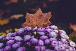 herfst Purper chrysanten in een warm middag olifant met een esdoorn- blad foto