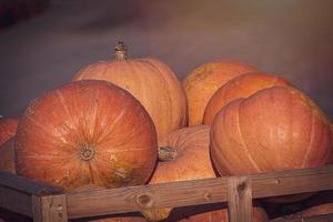 oranje herfst vers pompoen aan het liegen buitenshuis net zo een decoratie foto