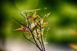 spin web Aan een voorjaar Afdeling tegen een groen achtergrond buitenshuis, in detailopname foto