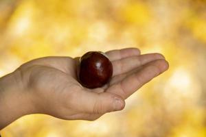 herfst kastanje aan het liegen Aan een kind hand- Aan een herfst gekleurde achtergrond foto