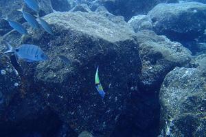 onderwater- foto's van duiken in de atlantic oceaan De volgende naar de kanarie eilanden foto