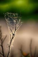 spin web Aan een voorjaar Afdeling tegen een groen achtergrond buitenshuis, in detailopname foto