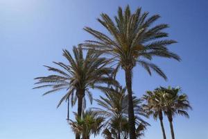 palm bomen en lucht in achtergrond foto