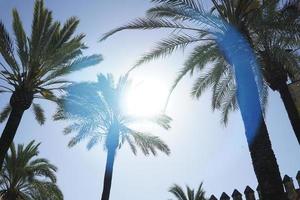 palm bomen en zon Aan wolkenloos lucht foto