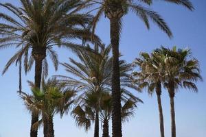 palm bomen en lucht in achtergrond foto