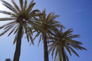 palm bomen en zon Aan wolkenloos lucht foto