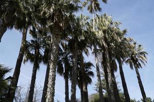 palm bomen en lucht in achtergrond foto