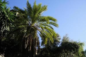 palm bomen en lucht in achtergrond foto