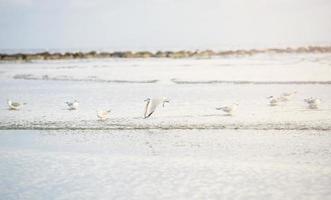 meeuwen op het strand foto