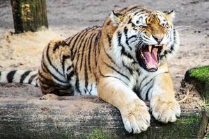 de tijger looks Leuk vinden een groot tijger zittend naar beneden naar vangst de prooi foto