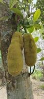 jackfruit hangende Aan boom met groen bladeren dichtbij fotografie foto