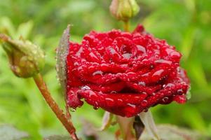 mooi rood roos met waterdruppels. selectief focus foto