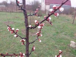 jong bloemen spruit in voorjaar foto