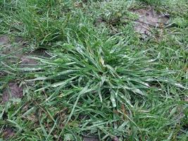 gras groeit na de regen foto