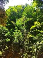 diep regenwoud vol groen bomen Bij tropisch plaats foto