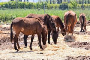 paarden Bij de boerderij foto