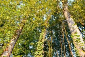 bomen in het bos foto