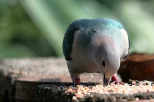 groot vogel zoeken voedingsmiddelen. mooi donker blauw en grijs kleur vogel foto