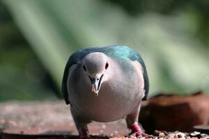 groot vogel zoeken voedingsmiddelen. mooi donker blauw en grijs kleur vogel foto