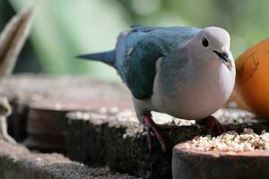 groot vogel zoeken voedingsmiddelen foto