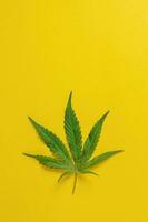 gras, hennep, hennep, marihuana blad Aan kleurrijk achtergrond. foto