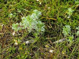 detailopname van vers groeit alsem seriphidium geuren, artemisia grassen in de wild veld, artemisinine geneeskrachtig plant, natuurlijk groen gras bladeren structuur behang achtergrond foto