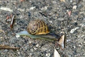 een klein slak met haar schelp Aan een zomer dag in een stad park. foto