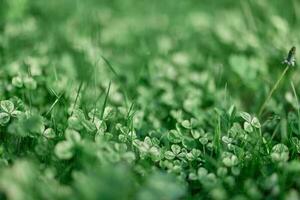 vers groen bladeren van Klaver gras en micro Klaver voor gazon in de stralen van zomer zonlicht, landschap ontwerp van een modern land- verhaal foto