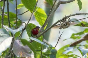 karmozijn sunbird of aethopyga siparaja opgemerkt in rongtong in west Bengalen, Indië foto