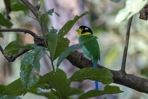 langstaartig broadbill of psarisomus dalhousiae opgemerkt in rongtong in Indië foto