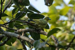 pin-tailed groen duif of treron apicuda gezien in rongtong in west Bengalen Indië foto