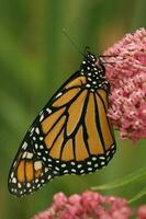 monarch vlinder Aan moeras kroontjeskruid foto