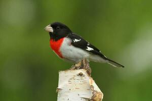 mannetje roos borsten grosbeak foto