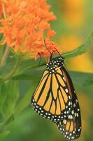 monarch Aan oranje kroontjeskruid foto