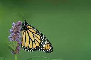 monarch vlinder en anijs hysop foto