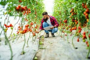 biologisch kas bedrijf. boer is plukken en onderzoeken vers en rijp tomaten in zijn serre. foto