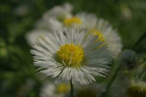 witte margrieten in de tuin foto