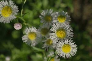 witte margrieten in de tuin foto