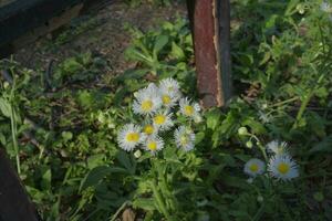 witte margrieten in de tuin foto