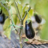 klein aubergine groeit foto