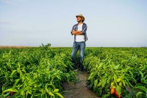 gelukkig boer is staand in zijn peper plantage. foto