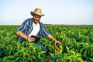 gelukkig boer is staand in zijn peper plantage. foto