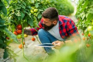 biologisch kas bedrijf. boer is onderzoeken vers en rijp tomaten in zijn serre. foto