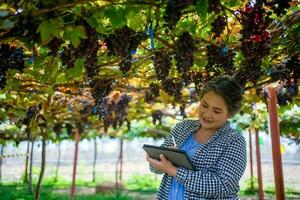 een ouderen vrouw eigenaar van een wijngaard is gebruik makend van een tablet naar werk en controleren de kwaliteit van druiven en fruit in de wijngaard. foto