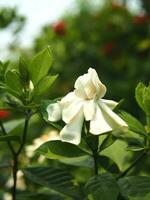 wit versheid bloem in tuin bloeiend en schoon geur foto