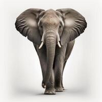olifant Aan wit achtergrond, gemaakt met generatief ai foto
