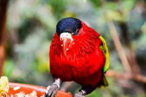 een kleurrijk papegaai foto