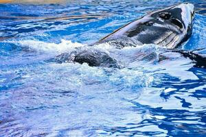 een orka spelen in de water foto