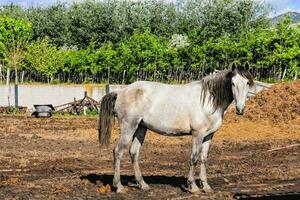 paard Bij de boerderij foto