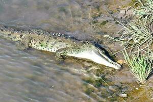 krokodil in de wild foto